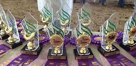 Dakota County Fair Trophies
