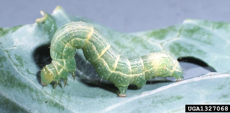 Cabbage Looper Caterpillar Image