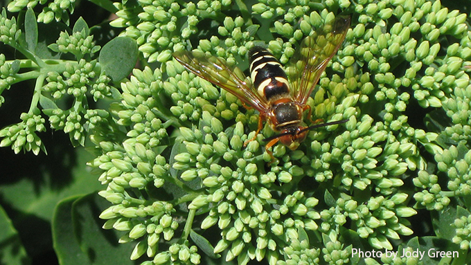 Cicada Killer Wasp Photo