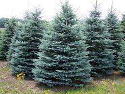 Colorado Blue Spruce Image