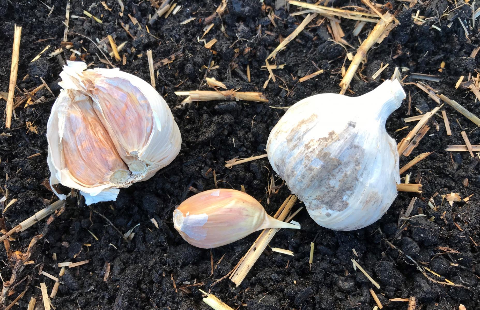 Garlic Bulbs Image
