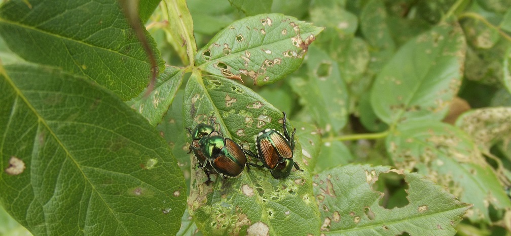 Japanese Beetles 