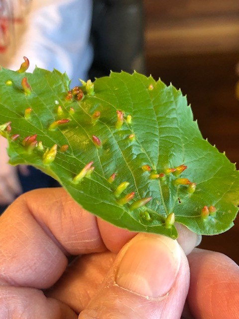 Linden Spindle Gall Image