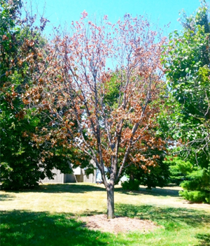 Drought Stress on Tree Image