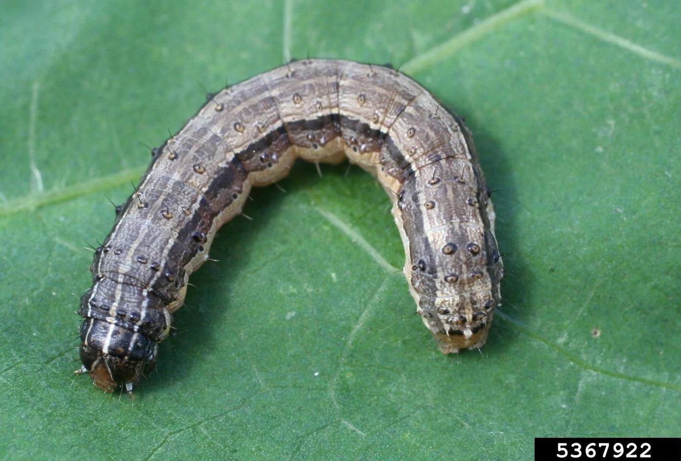 Armyworm image