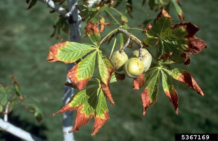 Leaf Scorch Image