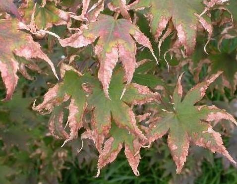 Leaf Scorch Image