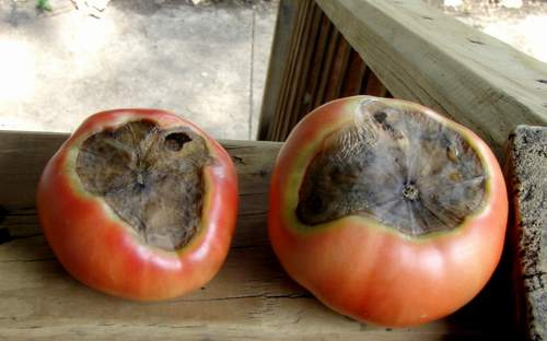 Blossom End Rot on a tomato