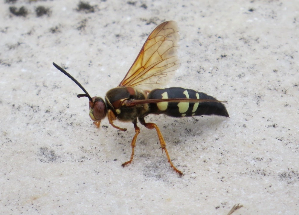 Cicada Killer Wasp Image