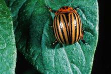 Colorado Potato Beetle Image