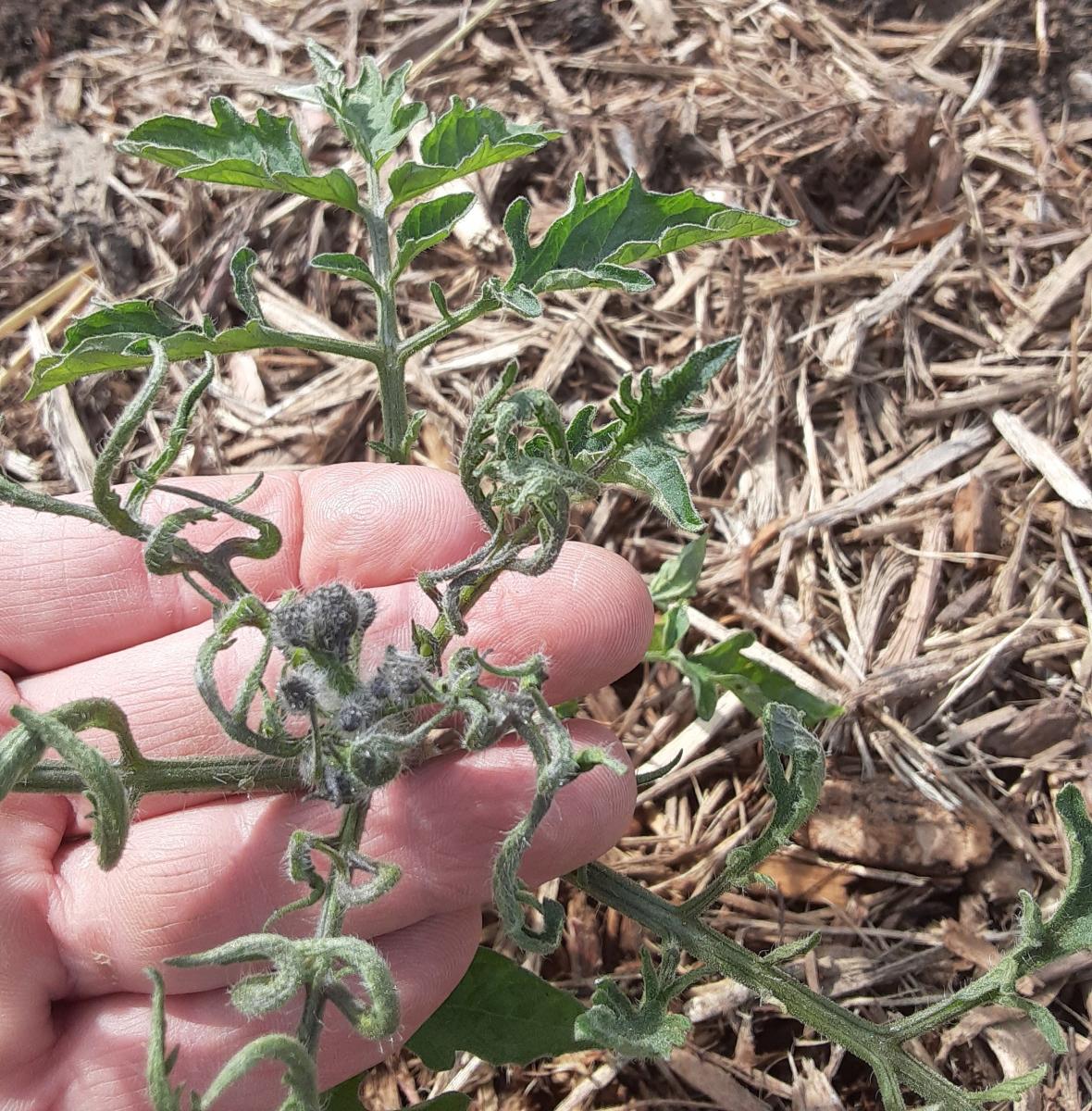 Herbicide Drift on Tomato