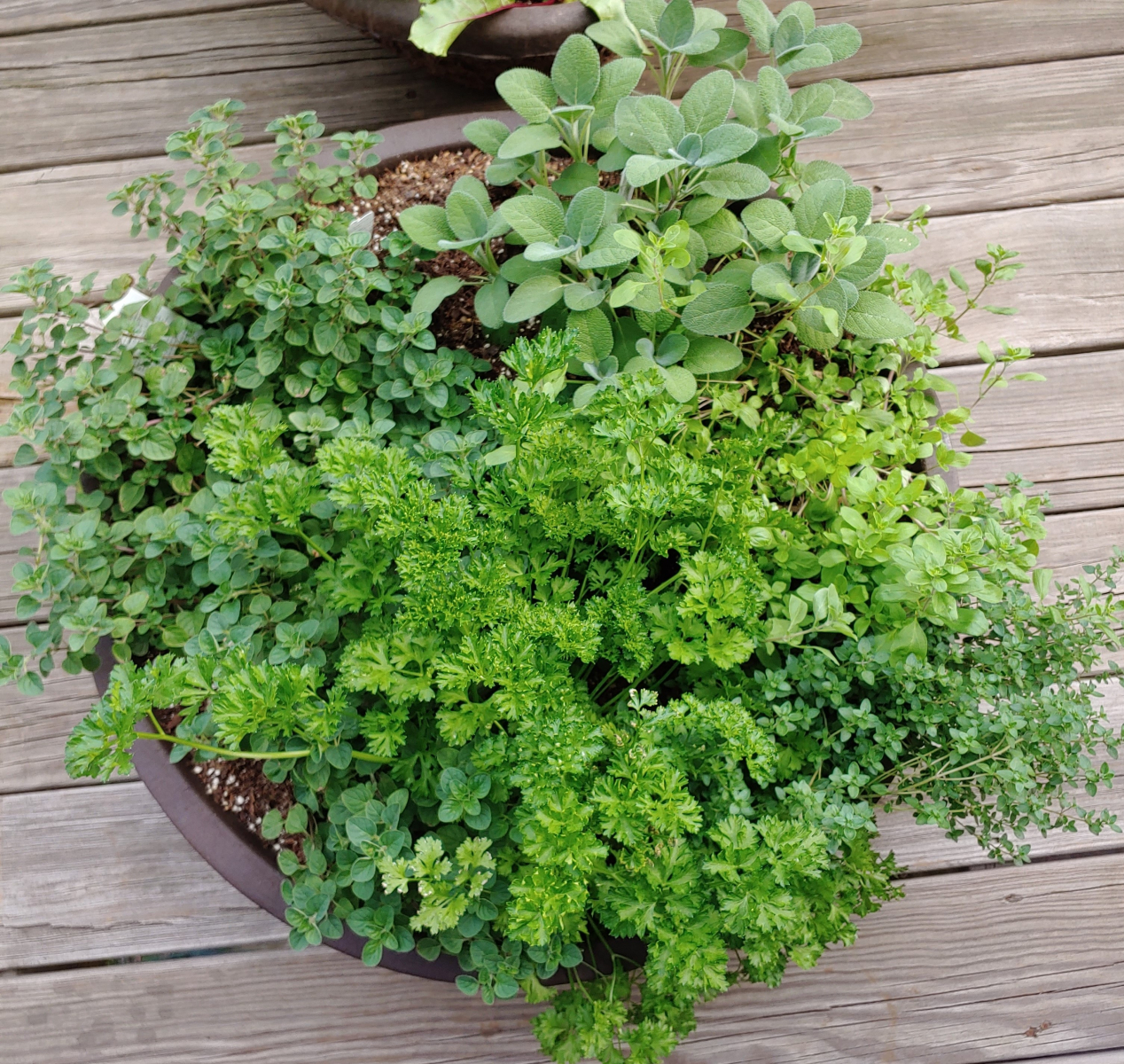 Herbs in Container Image