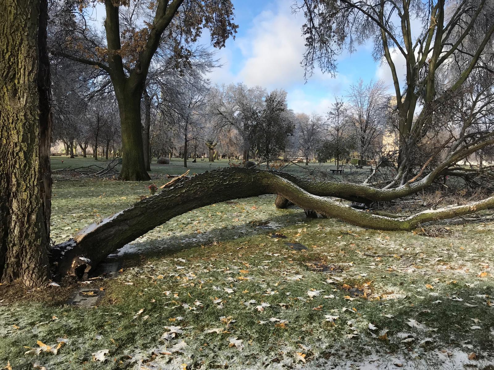 Ice Damaged Tree Image