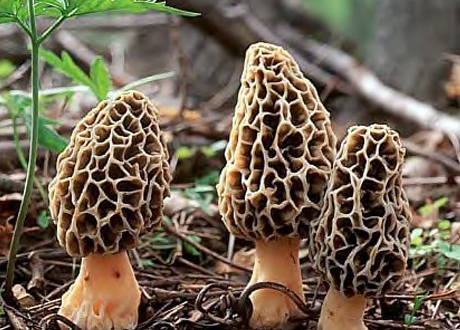 Morel Mushroom Image