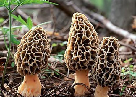 Morel Mushrooms Image