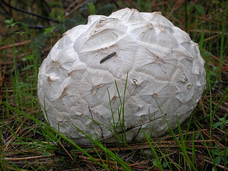 Puff Ball Fungi Image