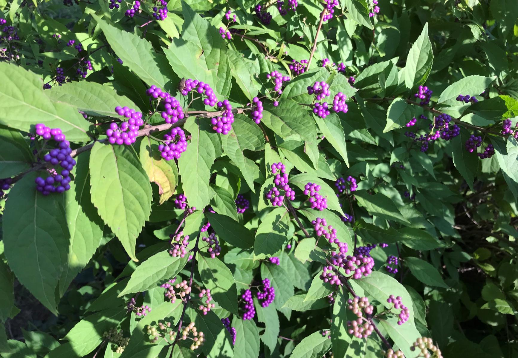 Purple beautyberry