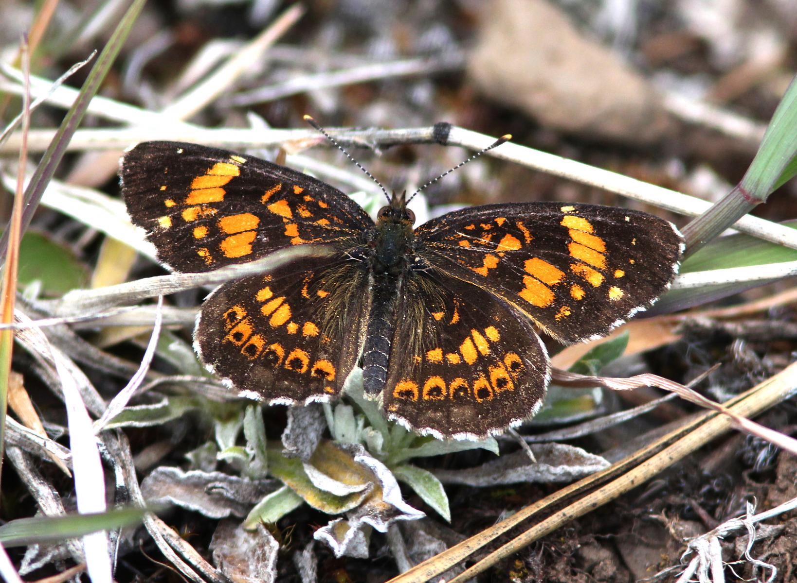 Silvery Checkerspot Butterfly Image
