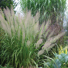 Garden Grasses Image