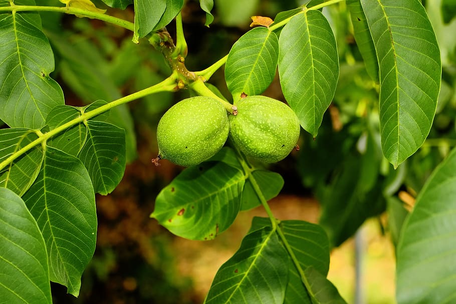 Walnut tree fruits