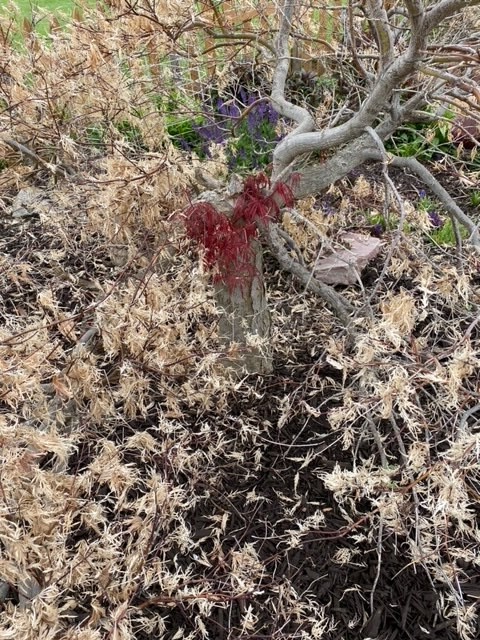 Winter Kill Japanese Maple