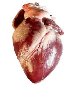 Heart