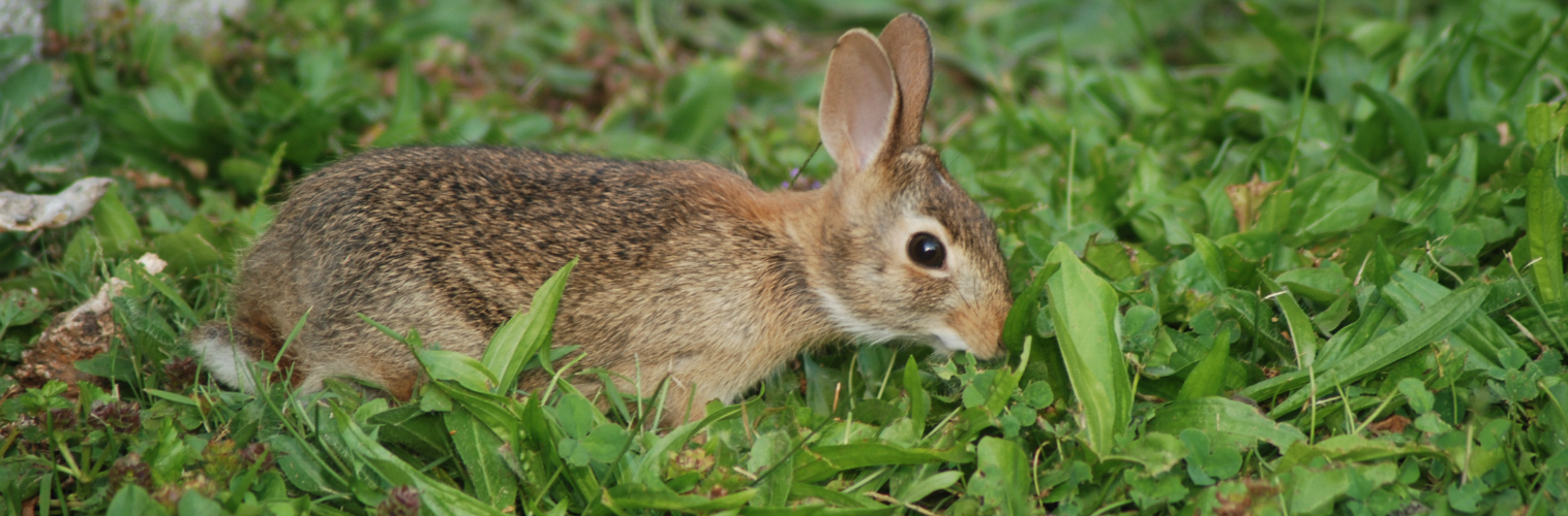 Rabbit In Weeds