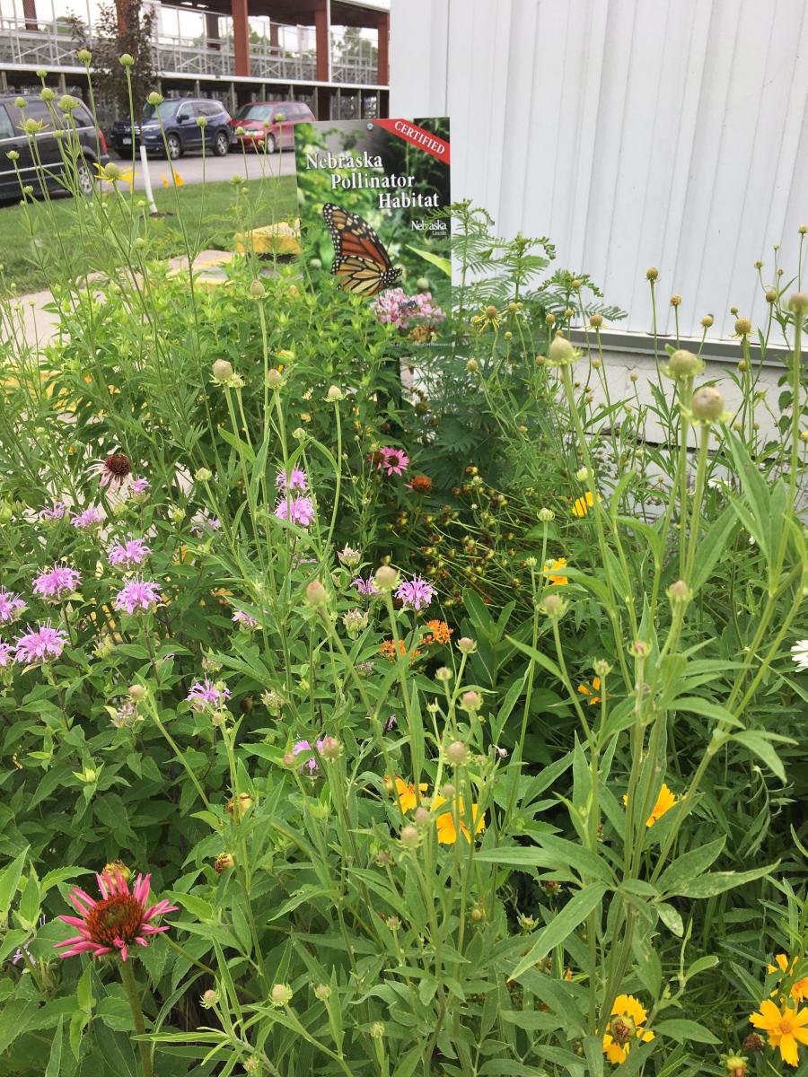 Pollinator Garden at the Sarpy County Fairgrounds in Springfield