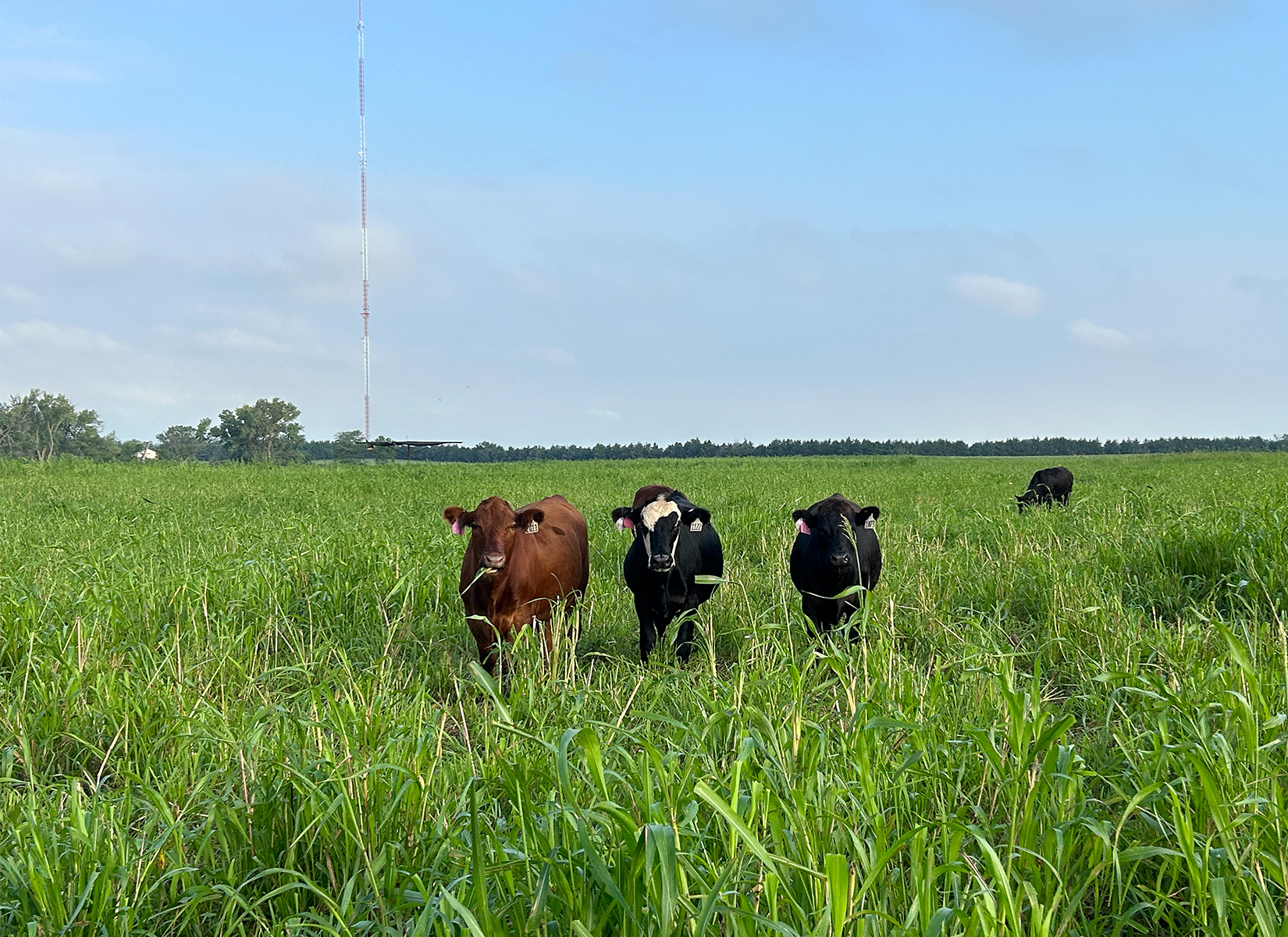 Beef Cattle Initiative