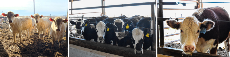 cattle at the Haskell Ag Lab