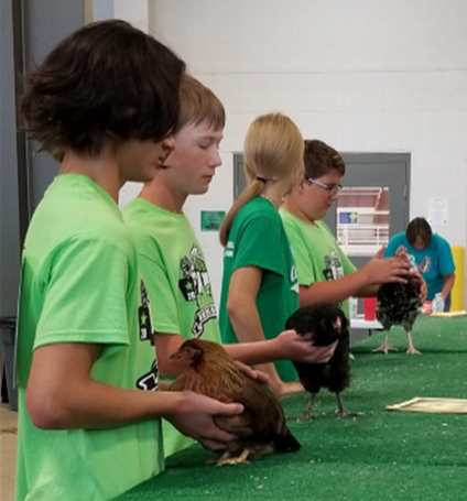 2024 Hall County Fair Poultry Show