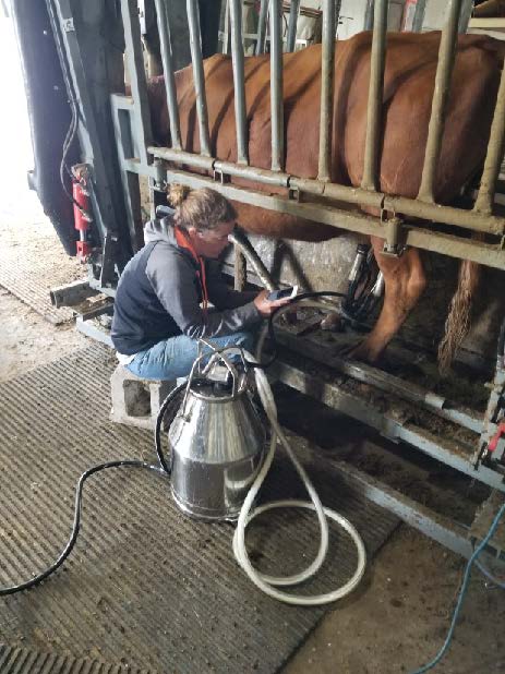 Joslyn Beard milking a cow