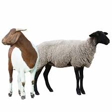 Sheep n Sheep - Online Žaidimas