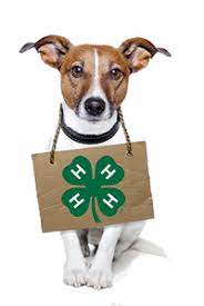 dog with a sign with the 4-H logo around it's neck