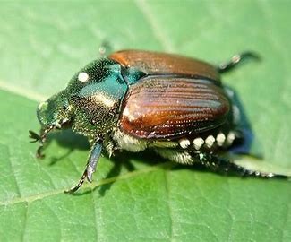 JapaneseBeetle