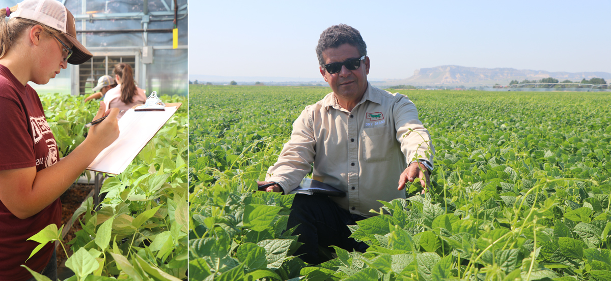 Interns in dry bean greenhouse and Carlos Urrea in dry bean variety trial plots