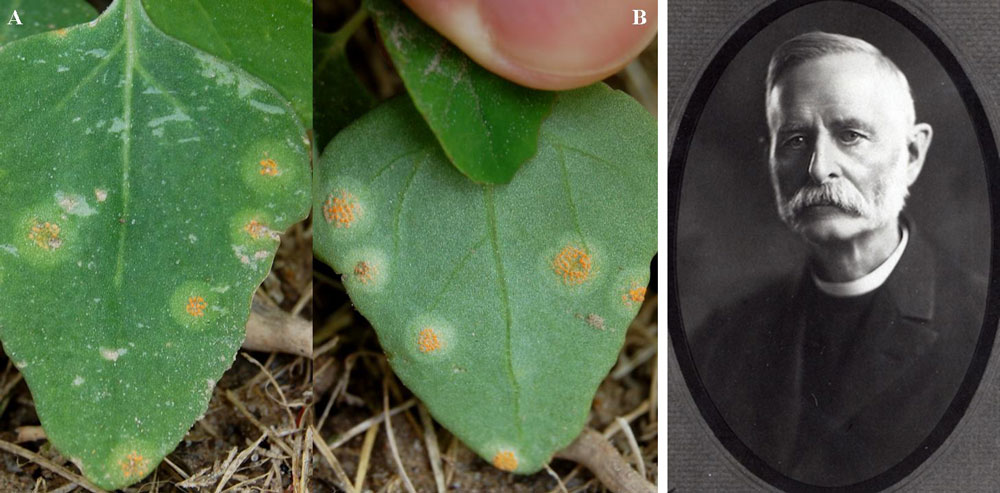 Rust infection on lambsquarters and Rev. John Bates