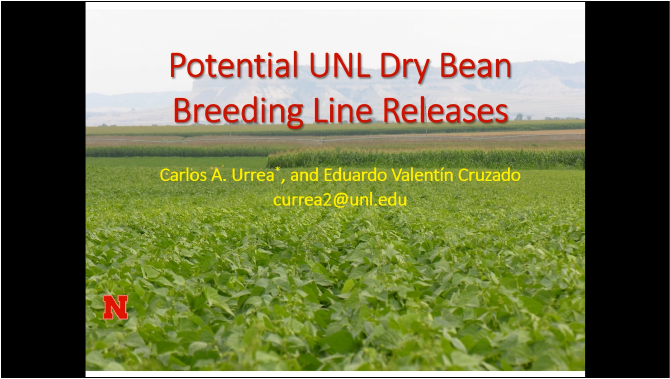 Potential New UNL Dry Bean Breeding Line Releases