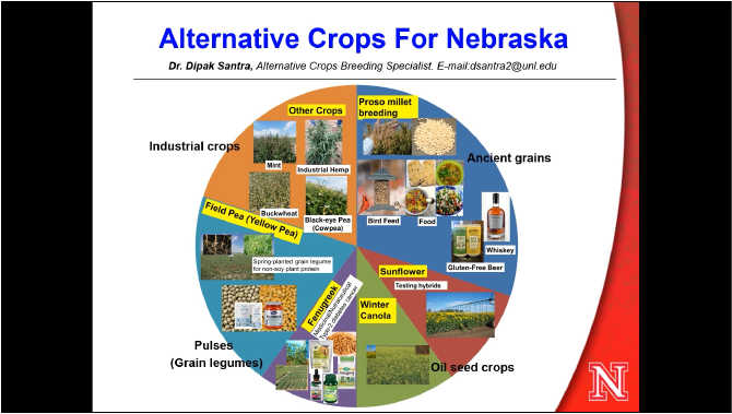 Mint as Alternative Crop for Nebraska Panhandle