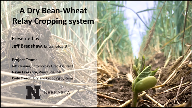 Dry Bean-Wheat Relay Cropping System