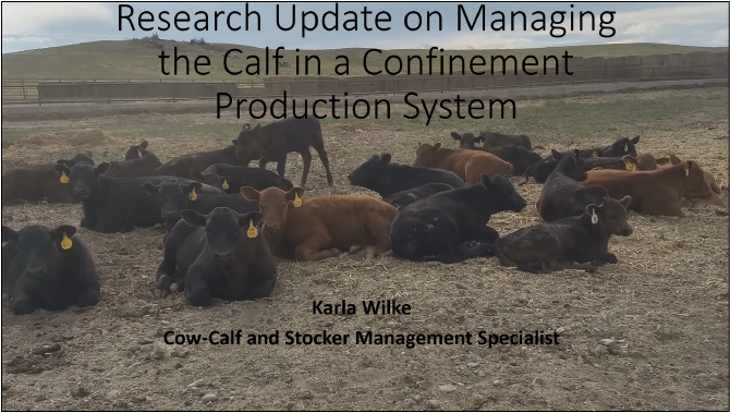 Managing Calves in Confinement Production System