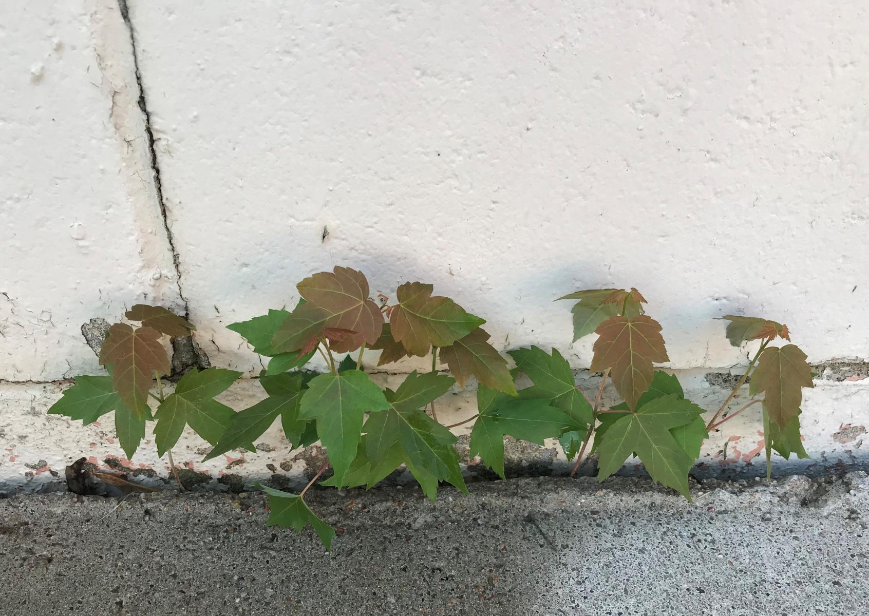 trees growing in a foundation