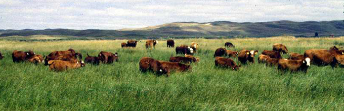 Cattle at GSL